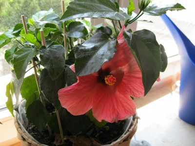 IMG_1015.JPG