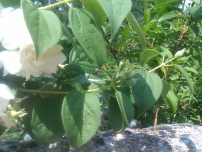 IMAG0224.jpg