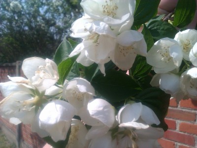 IMAG0221.jpg