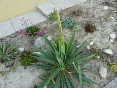 Yucca filamentosa blüte.jpg