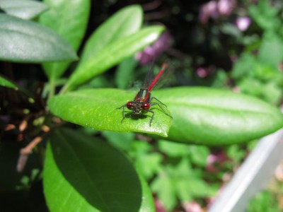 libelle von vorn.JPG