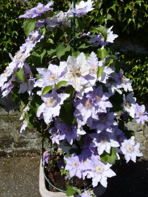 ClematisWilhelma2.jpg
