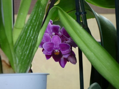 Mini_Phal.JPG