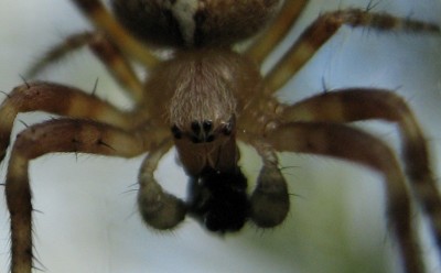 2400a Spinne.jpg