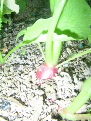obst 010.JPG