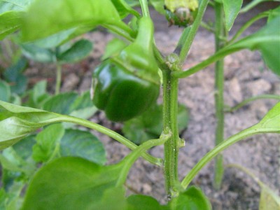 obst 009.JPG