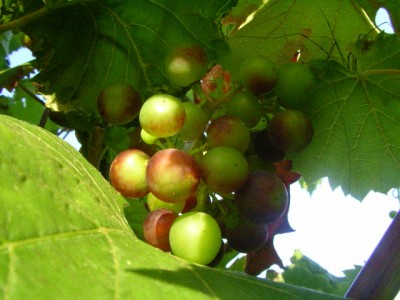 obst 013.JPG