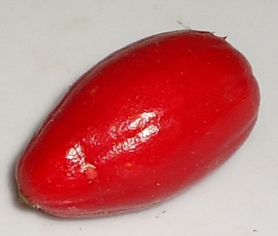 40. Unbekannter Ranker, DSC04820.JPG