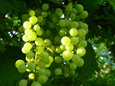 obst 012.JPG