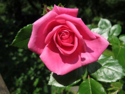 04.06.11 012.JPG