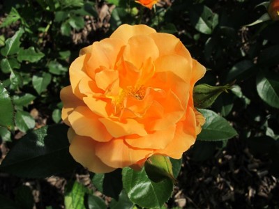 04.06.11 014.JPG
