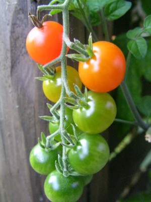 obst 007.JPG