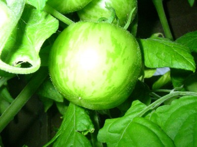 obst 005.JPG