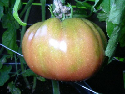 obst 004.JPG