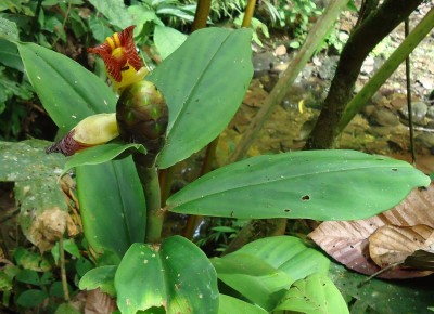 77. unbekannte Pflanze, Costus sp., 2011.06.03., DSC04727.JPG