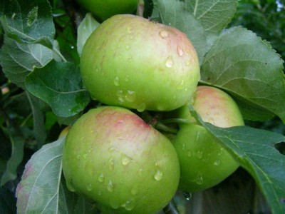 obst 001.JPG