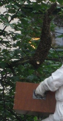 IMG_1577-1.JPG