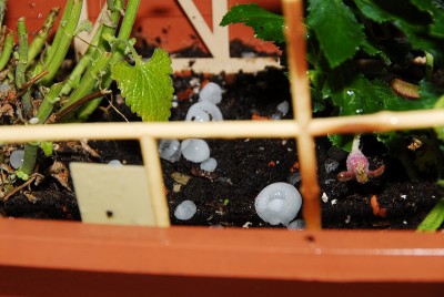 dsc_7055_Hagel.jpg