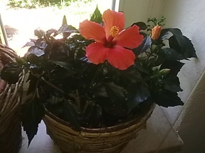 Hibiskus......JPG