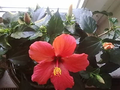 Hibiskus....JPG