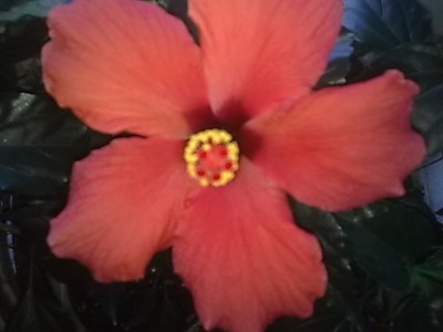 Hibiskus...JPG
