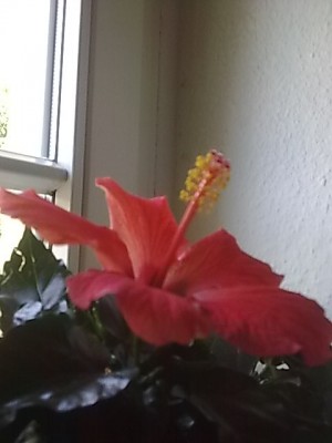 Hibiskus.JPG