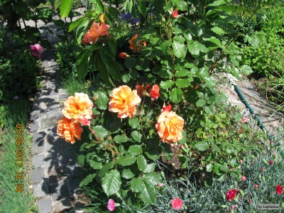 IMG_5687.JPG