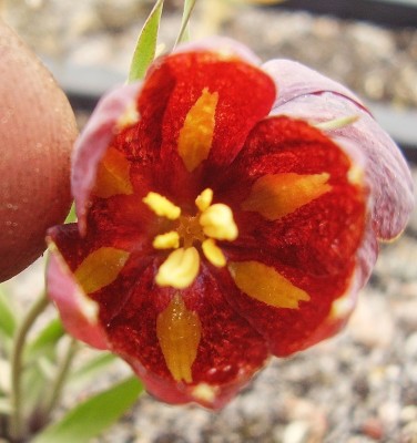 Fritillaria epirotica (3).jpg