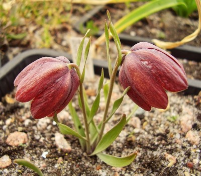 Fritillaria epirotica (2).jpg