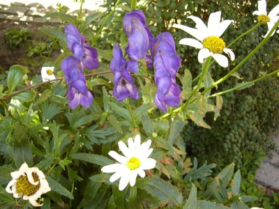 Gartenblumen 005.jpg