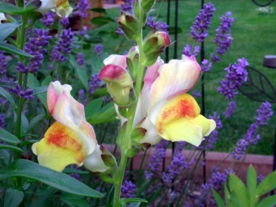 Löwenm.+Lavendel.JPG