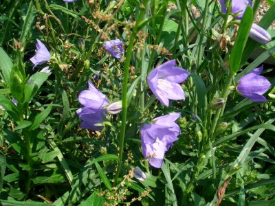 glockenblume.JPG