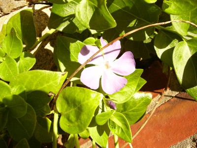 Gartenblumen 004.jpg