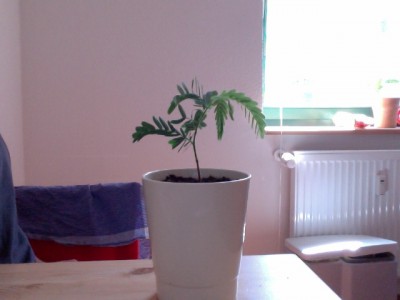 Tamarinde 2.2 05-06-2011.jpg