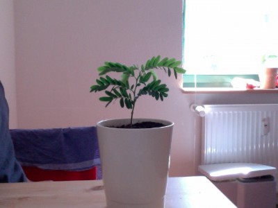 Tamarinde 2.1 05-06-2011.jpg