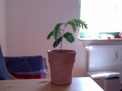Tamarinde 1.1 05-06-2011.jpg