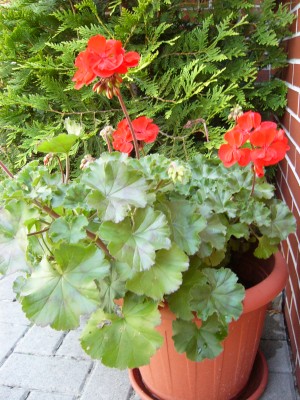 Gartenblumen 001.jpg