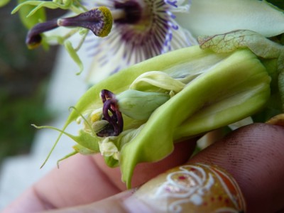 Frucht Star of Clevedon.jpg