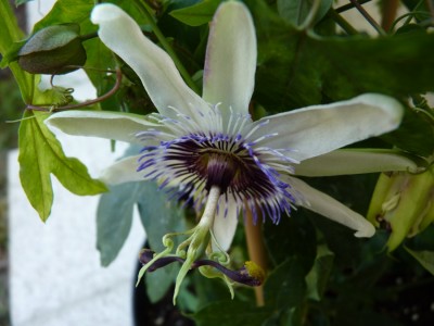 Star of Clevedon mit Pollen.jpg