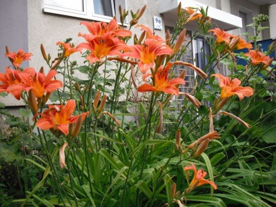 taglilien 05.06..jpg