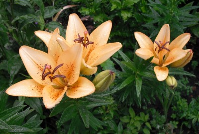 Lilien.jpg