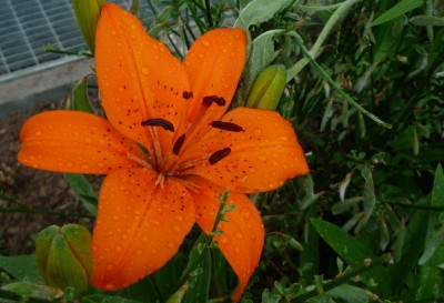 Lilie orange.JPG