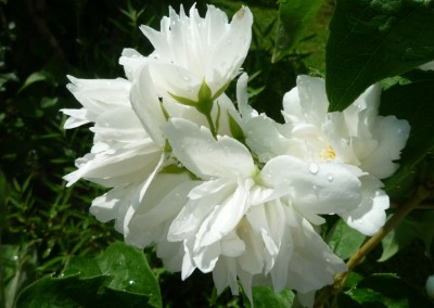 Jasmin.JPG