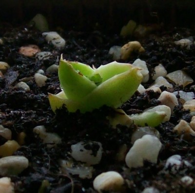 Agave3_05.06.11.jpg