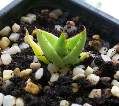 Agave2_05.06.11.jpg
