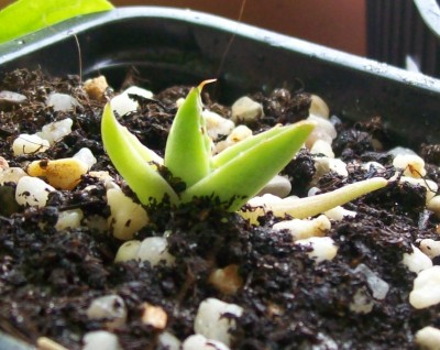 Agave1_05.06.11.jpg