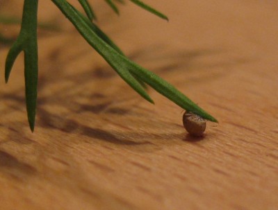 Dill.jpg