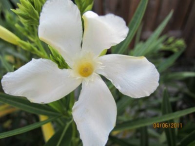 Oleander.jpg
