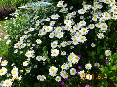 DSCI0055.JPG