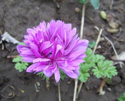 PIC_0004.JPG